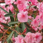 Profile picture of مها الاسطواني